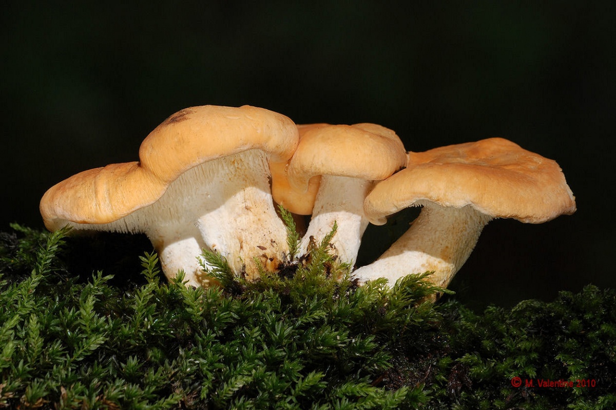 Представитель Семейства Hydnaceae